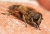 Eristalis tenax